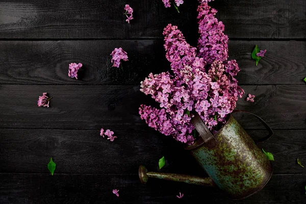 Schöner Fliederfarbener Blumenstrauß Metallgießkanne Oder Gießtopf Auf Schwarzem Hintergrund Frühling — Stockfoto