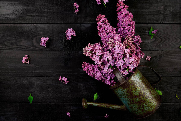 Beautiful lilac flower bouquet in metal watering can or watering pot on black background. Spring. Woman or Mother Day. Greeting Card. Gardening concept, top view, flat lay, copy space.