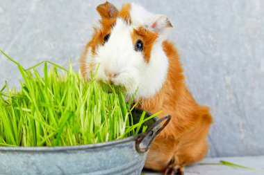 Redhead  guinea pig near vase with fresh grass. Studio foto. clipart
