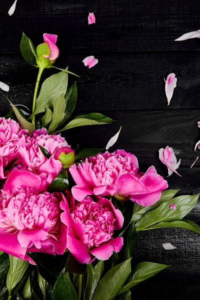 Hermosas Flores Peonía Rosa Sobre Fondo Negro Copiar Espacio Vista —  Fotos de Stock