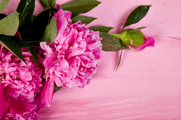 Hermosas Flores Peonía Rosa Sobre Fondo Rosa Copiar Espacio Vista —  Fotos de Stock