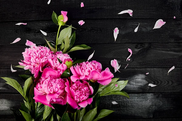 Hermosas Flores Peonía Rosa Sobre Fondo Negro Copiar Espacio Vista — Foto de Stock