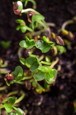 Taze microgreens makro. Sağlıklı bir diyet yemek. Microgreen arka plan. Yeşil doğal yeşil arka plan dokulu