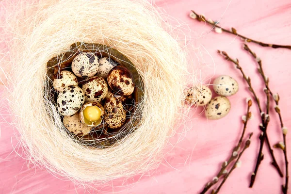 Quail eggs on pink background with willow branch. — Stock Photo, Image