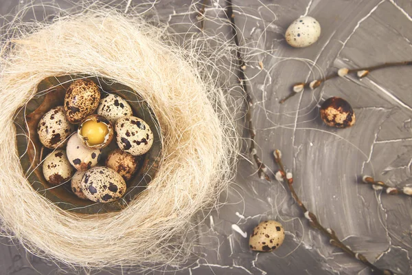 Przepiórcze jaja wielkanocne w gnieździe na szarym tle z gałęzi wierzby. — Zdjęcie stockowe
