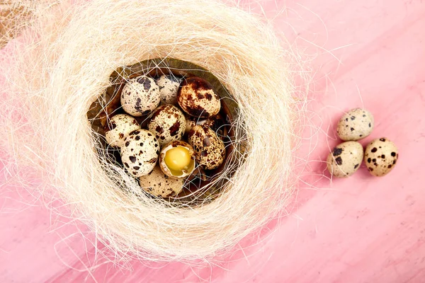 Quail eggs on pink background with willow branch. — Stock Photo, Image