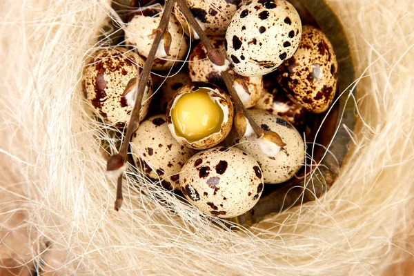 Quail eggs in the nest on wooden background with willow branch. — Stock Photo, Image