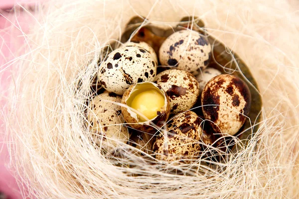 Quail eggs on pink background with willow branch. — Stock Photo, Image