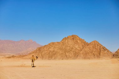 Bir deve arka planda mavi gökyüzü ile çöl arazisi üzerinde kalmak.