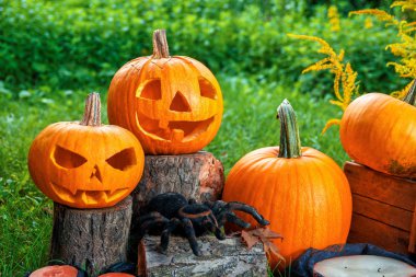 Halloween. Jack-o-Fener. yeşil ormanda mumlar ve örümcek yakın bir gülümseme ile korkunç kabak, açık