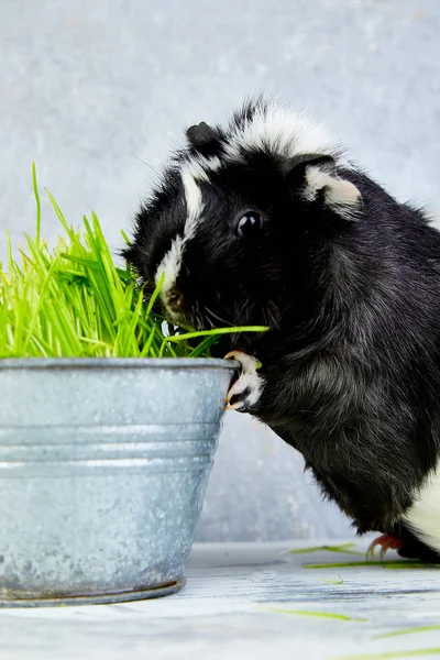Blacck guinea pig near vase with fresh grass. Studio foto.