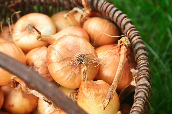 Fresh onions harvest  in wooden basket on grass. Freshly dug onion bulbs. Onions after harvesting from village garden. Village gardening. Bio products healthy lifestyle.