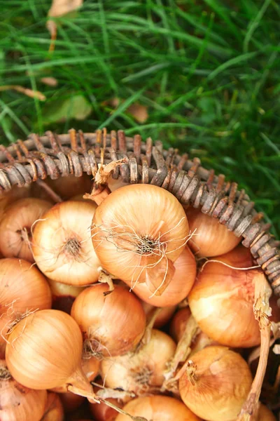 Fresh onions harvest  in wooden basket on grass. Freshly dug onion bulbs. Onions after harvesting from village garden. Village gardening. Bio products healthy lifestyle.