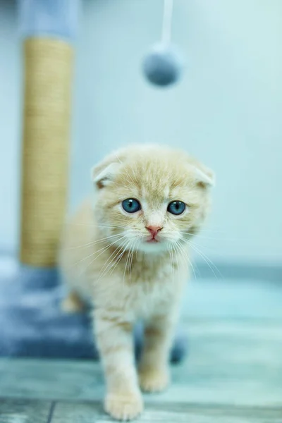 Funny British Shorthair Kitten Play Scratching Cat Tree Home Little — Stock Photo, Image