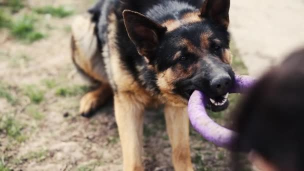 Vrouw Hand Spelen Met Een Hond Duitse Herder Het Park — Stockvideo