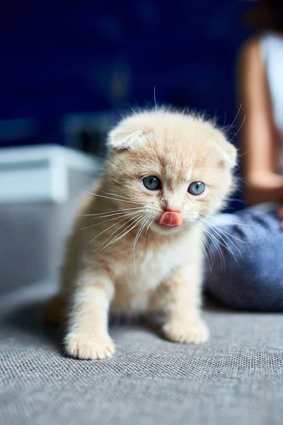 小女孩在家里和一只英国小猫咪玩耍 那姑娘的手爱抚着猫 有趣的红头发猫 复制空间 — 图库照片