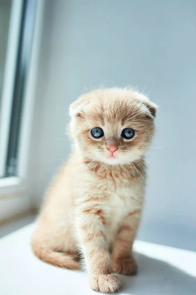 窓の近くの自宅で英国の小さな遊び心子猫 スコットランドの子猫 面白い赤毛の猫 — ストック写真