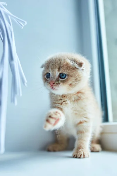 British Little Playful Kitten Home Window Scottish Kitten Funny Redhead — Stock Photo, Image