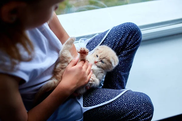 Child Girl Plays British Little Playful Kitten Home Window Scottish — Stock Photo, Image