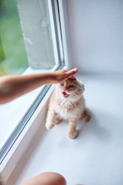 Çocuk kız, pencerenin kenarında İngiliz bir kedi yavrusuyla oynuyor kızın elleri kediyi okşuyor ve okşuyor, komik kızıl saçlı kedi..