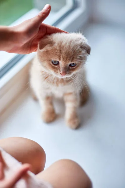 Menina Brinca Com Gatinho Brincalhão Britânico Casa Peitoril Janela Mãos — Fotografia de Stock