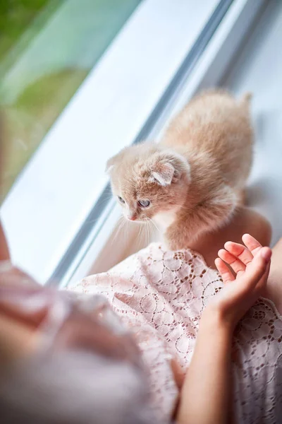 Menina Brinca Com Gatinho Brincalhão Britânico Casa Peitoril Janela Mãos — Fotografia de Stock