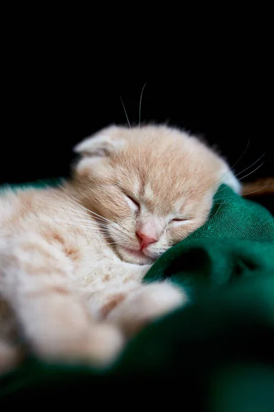 Scottish Fold British Shorthair Kitten Sleeping Basket Home Little Cat — Stock Photo, Image