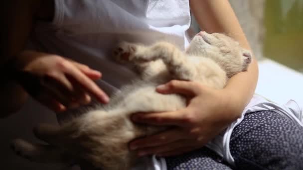 Дитина, маленька дівчинка грає з британським шотландським кошеням спати в руках дівчинки. — стокове відео
