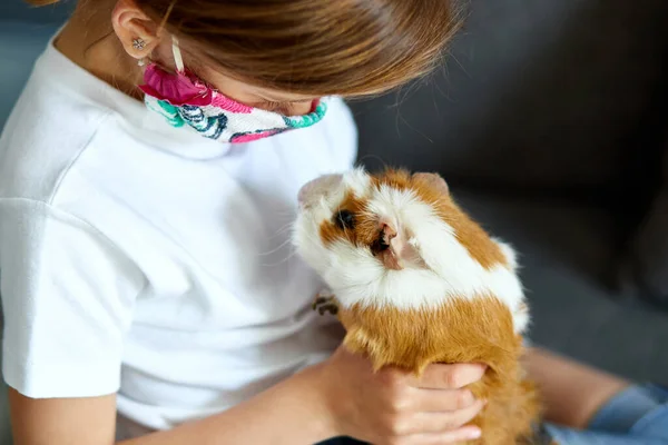 Menina Máscara Brincando Com Cobaia Vermelha Cavy Casa Sofá Quarentena — Fotografia de Stock