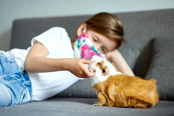 戴面具的小女孩和红豚鼠玩耍 家常便饭在沙发上被隔离 孩子和她的宠物朋友呆在家里 考罗纳维留在家 保持安全放松 与世隔绝 — 图库照片