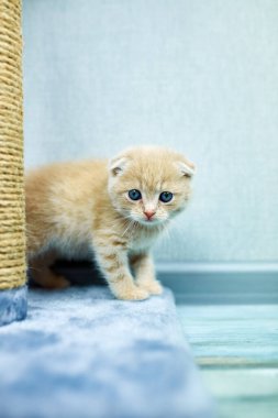 Komik İngiliz kısa kedi oyunu, evde kedi ağacı çizmek, küçük evcil hayvan.