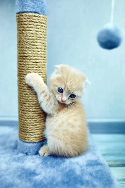 Funny British Shorthair Kitten Play Scratching Cat Tree Home Little — Stock Photo, Image