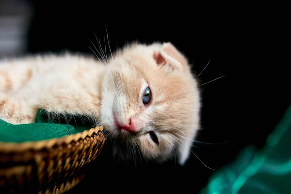 Scottish Fold Βρετανικό Γατάκι Shorthair Κοιμάται Στο Καλάθι Στο Σπίτι — Φωτογραφία Αρχείου