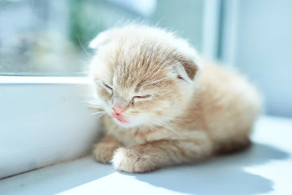 British little playful kitten at home near the window — Stock Photo, Image