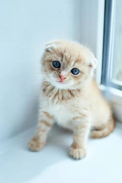 Britânico pequeno gatinho brincalhão em casa perto da janela — Fotografia de Stock