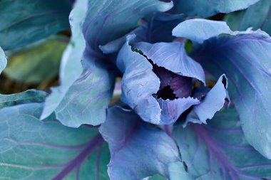 Tarlada taze lahana bitkileri, güz hasadı, lahanalar bahçede yetişiyor, organik sebze arka planı, tarım kavramı
