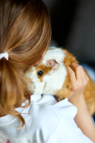 Child Playing Guinea Pig Stay Quarantine Time Kid Home Girl — Stock Photo, Image