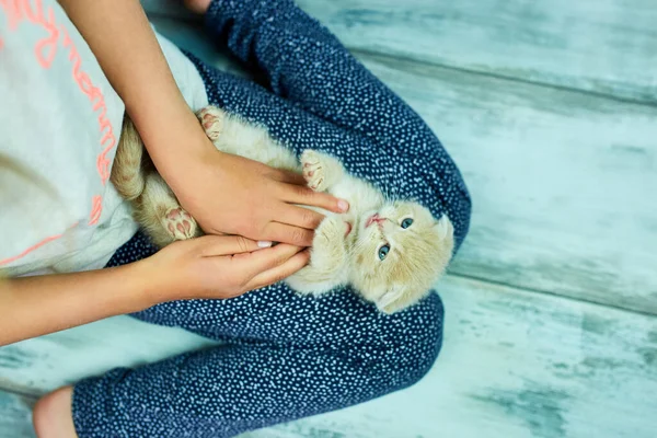 子供の女の子は自宅で英国の小さな遊び心のある子猫と遊ぶ 少女の手は愛撫し 猫を愛撫 おかしな赤毛の猫だ コピースペース トップ表示 — ストック写真