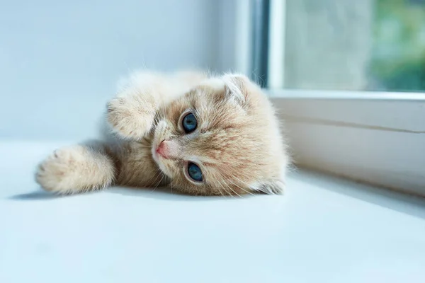 Gatinho Brincalhão Britânico Casa Perto Janela Gatinho Escocês Gato Ruivo — Fotografia de Stock