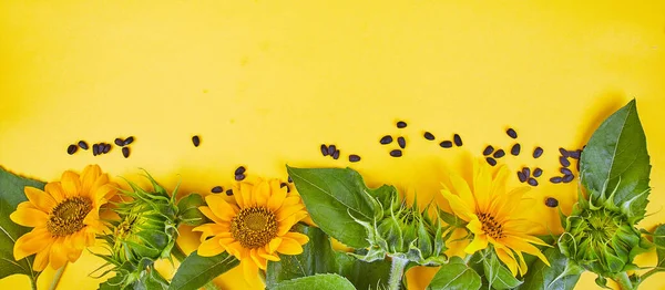 Banner of Flowers of sunflower, leaves and seed, mature on yellow background. Autumn Concept. Top View. Space for Text. Flat lay. Flowers composition. Still life.