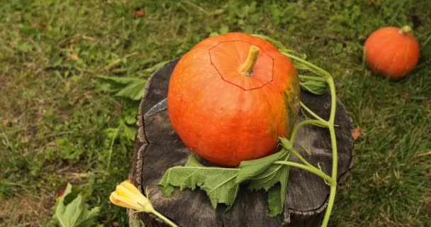 Calabaza en el muñón en la madera, jardín, al aire libre, cerca del cuchillo, antes de tallar para Halloween — Vídeo de stock