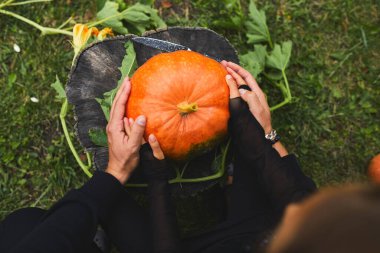 Cadılar Bayramı için oymadan önce kız ve baba elleri balkabağı tutuyor, Jack O 'Lantern' i hazırlıyor. Parti için dekorasyon, Küçük aile yardımcısı, Üst Manzara, Kapat, Yukarıdan görünüm, Boşluğu kopyala