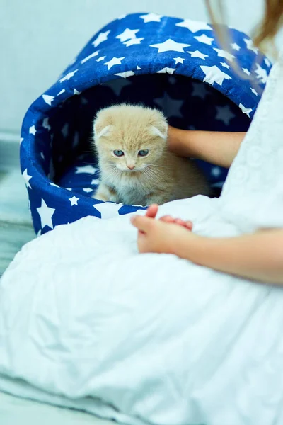 Menina Brinca Com Gatinho Brincalhão Britânico Casa Mãos Menina Acariciam — Fotografia de Stock