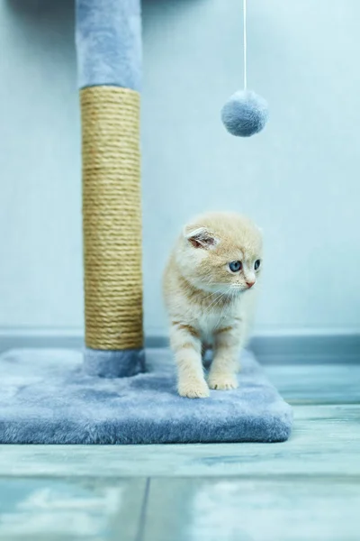Funny British Shorthair Kitten Play Scratching Cat Tree Home Little — Stock Photo, Image