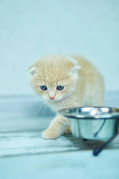 Şirin Küçük Ngiliz Kedi Yavrusu Evde Yemekle Bovling Küçük Kedi — Stok fotoğraf