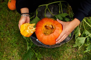 Erkeklerin eli, balkabağının kapağını keserken Jack Olantern 'ı hazırlıyor. Cadılar Bayramı. Parti için dekorasyon.