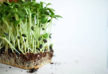 Beyaz arka planda mikroyeşiller, vegan mikro ayçiçeği filizleri, sağlıklı beslenme konsepti, filizlenmiş ayçekirdeği, toprak substratı, kopyalama alanı..