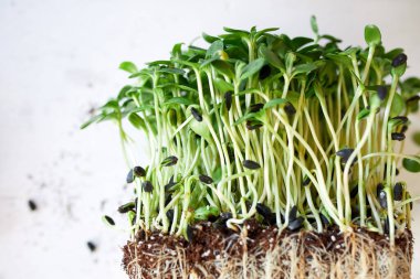 Beyaz arka planda mikroyeşiller, vegan mikro ayçiçeği filizleri, sağlıklı beslenme konsepti, filizlenmiş ayçekirdeği, toprak substratı, kopyalama alanı..