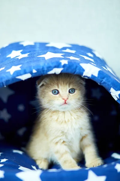Lindo Gatito Pelirrojo Casa Del Gato Azul Habitación Gato Doméstico —  Fotos de Stock
