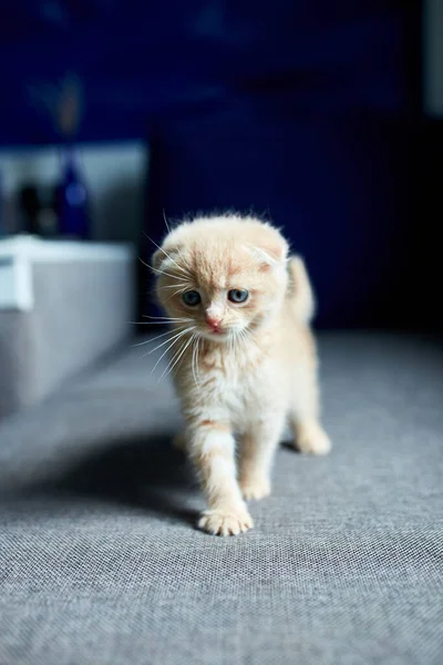 Lindo Gatito Pelirrojo Sofá Gris Habitación Gato Doméstico Gatito Curioso —  Fotos de Stock